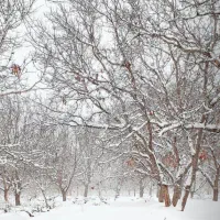 فروش باغ گردو