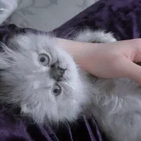 گربه واگذاری