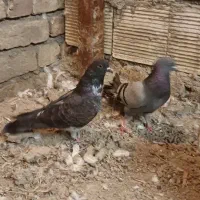 چای