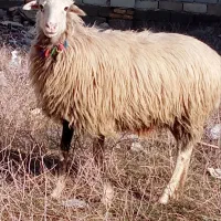 گوسفند زل عروسک