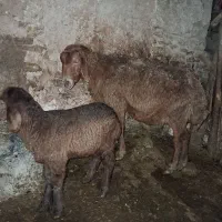 میش بره دار