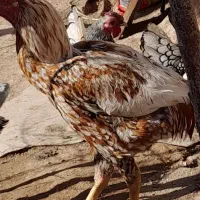 خروس لاری میکث اوشامو افغان