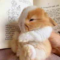 دهکده‌خرگوش سزار لوپ ترکیشی مینیاتوری شناسنامه دار