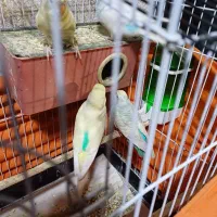 مرغ عشق نرو ماده با جوجه بزرگ شده و قفس کامل|پرنده|کرج, شهرک بنفشه|دیوار