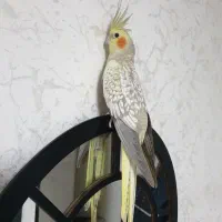 عروس هلندی نر سخنگو  و ماده گلباقالی