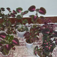 گل طبیعی