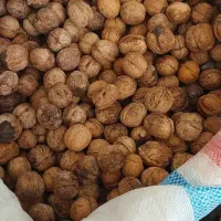 گردو کاغذی شیروان امسالی درجه یک