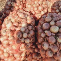 پیاز ی|حراج|تهران, میدان میوه و ترهبار مرکزی|دیوار