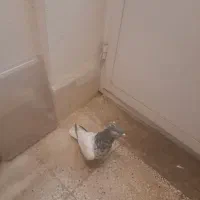 ماده کله سبز