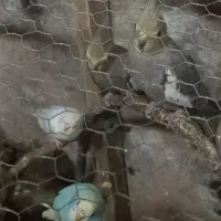 جوجه عروس هلندی