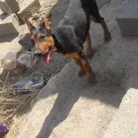 دو توله سگ دوبرمن اصل|سگ|مشهد, میان ولایت|دیوار