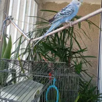 مرغ عشق سالم باهوش