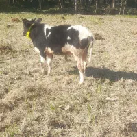 گوساله نر...|حیوانات مزرعه|محمودآباد, |دیوار