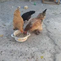 مرغ تخم گذار|حیوانات مزرعه|خمینی‌شهر, |دیوار