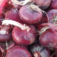 پیاز قرمز|خوردنی و آشامیدنی|دینور, |دیوار