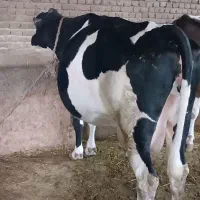گاو هلشتاین شیری
