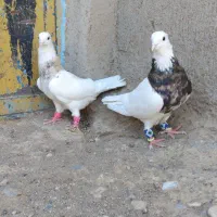 طوقی|پرنده|مشهد, ده دی|دیوار