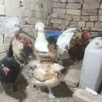 مرغ تخمی|حیوانات مزرعه|کاشان, حسن آباد|دیوار