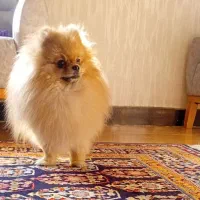 پامر خرسی تیکاپ سایز صفر جهت کشش