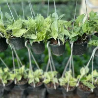 فروش تک و عمده انواع زاموفیلیا پتوس آگلونما|گل و گیاه طبیعی|نشتارود, |دیوار