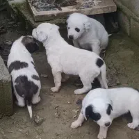 توله نگهبان