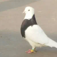 کبوتر طوق سیاه فوق دروشت
