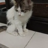 بچه گربه ایرانی|گربه|بومهن, |دیوار