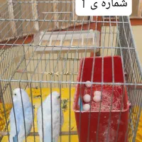 مرغ عشق (جفت مولد)انگلیسی و رینبو