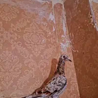 ساده سیا گم کردم