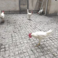 فروش خروس و مرغ خانگی