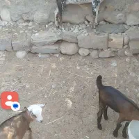 بز فروشی کراچی