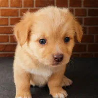 سگ توله اشپیتز|سگ|کازرون, |دیوار