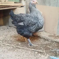 مرغ برهما ویاندوت آمریکایی