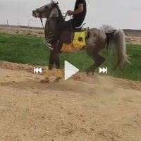 اسب سواریدار و جفت زن درجا زن