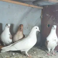 کبوتر  جوجه|پرنده|لنگرود, |دیوار