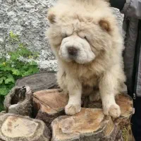 چاوچاو ۶۰روزه سفید .کرم..پرتقالی رنگ