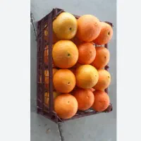 پرتقال تامسون درجه یک شمال|حراج|لنگرود, |دیوار