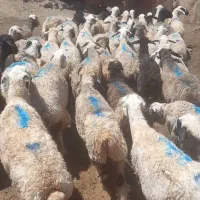 میش داشتی