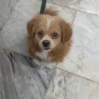 سگ پامر بازیگوش و حرف گوش کن