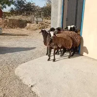 گوسفند اصیل شال