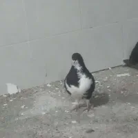 ۱۴۰۰|پرنده|طاغنکوه, |دیوار