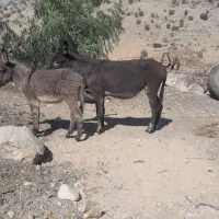 واگذاری الاغ ماده با کره ماده