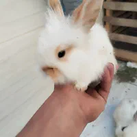 چارتا بچه خرگوش لپ خوشگل|موش و خرگوش|سبزوار, امام خمینی (ناوی)|دیوار