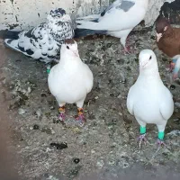 کفتر پلاکی|پرنده|شیراز, رکن‌آباد|دیوار