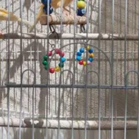 گمشده