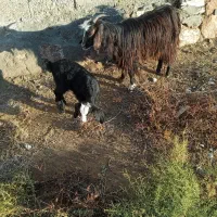 بز جوان با بچه|حیوانات مزرعه|میاندوآب, |دیوار