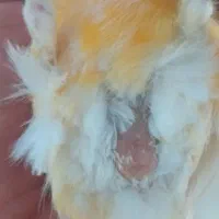 قناری ماده آماده جفت