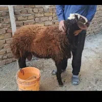 یک عدد بره قوچ اصل افشاری دست و پا بلند