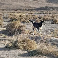 سگ هاسکی|سگ|سرولایت, |دیوار