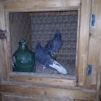 کبوترنرکشکلک. گم کردم. پریروز|حیوانات|یزد, |دیوار